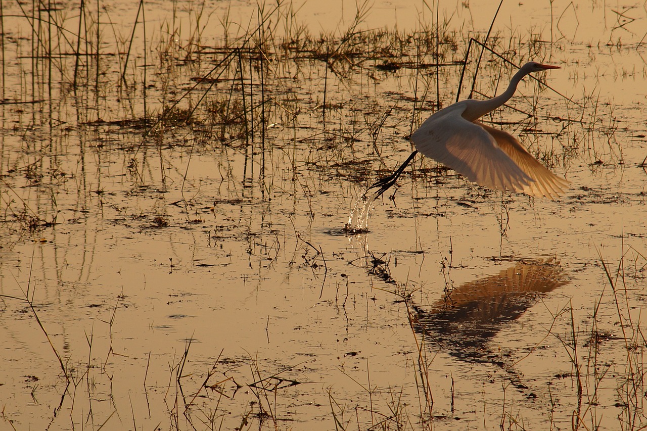 bird reflection lake free photo