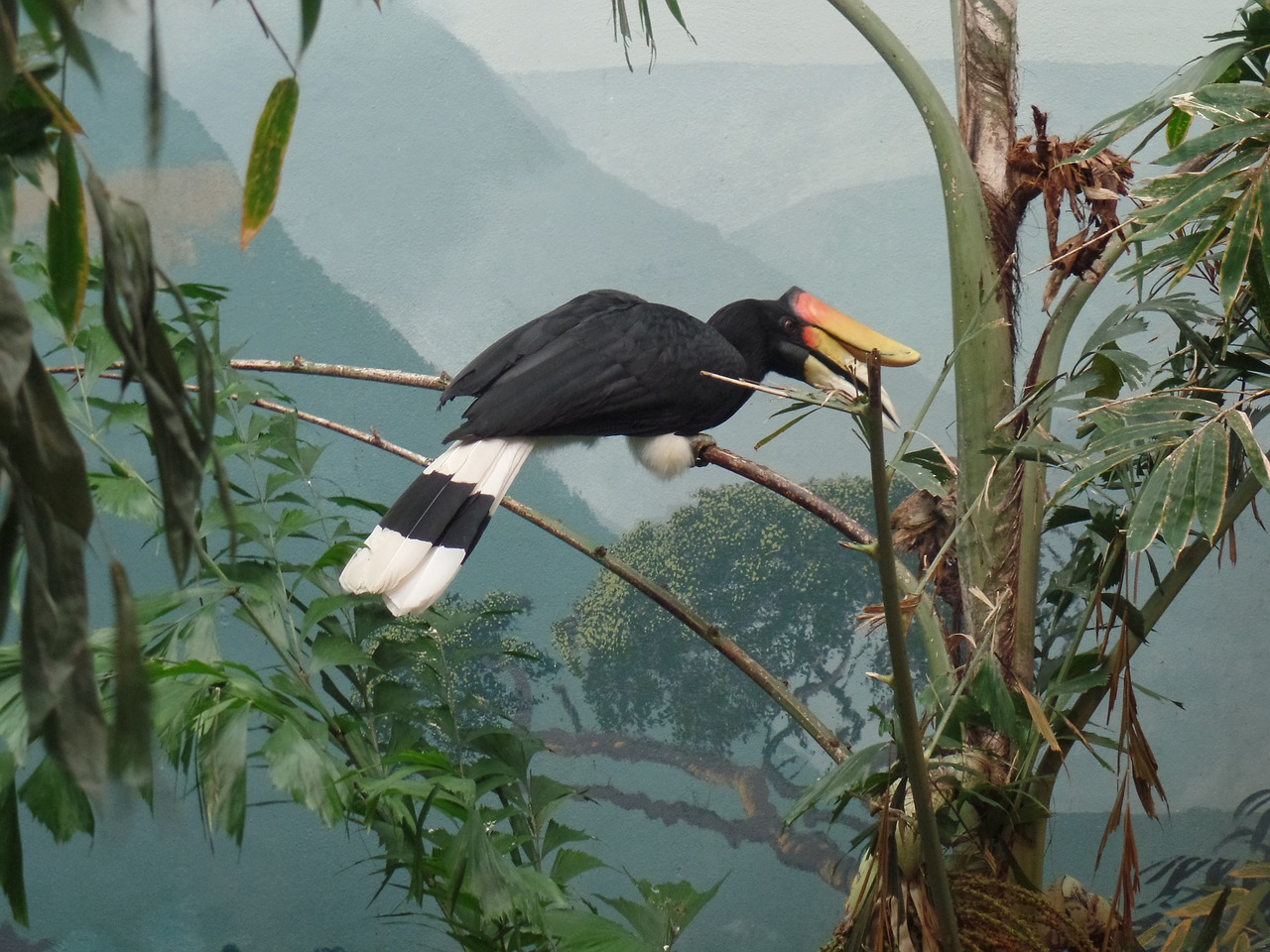 bird zoo tropical free photo