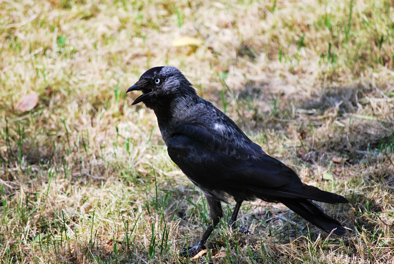 bird black crow free photo