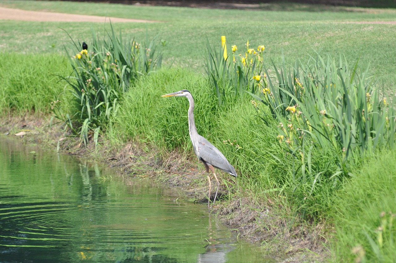 bird nature wildlife free photo