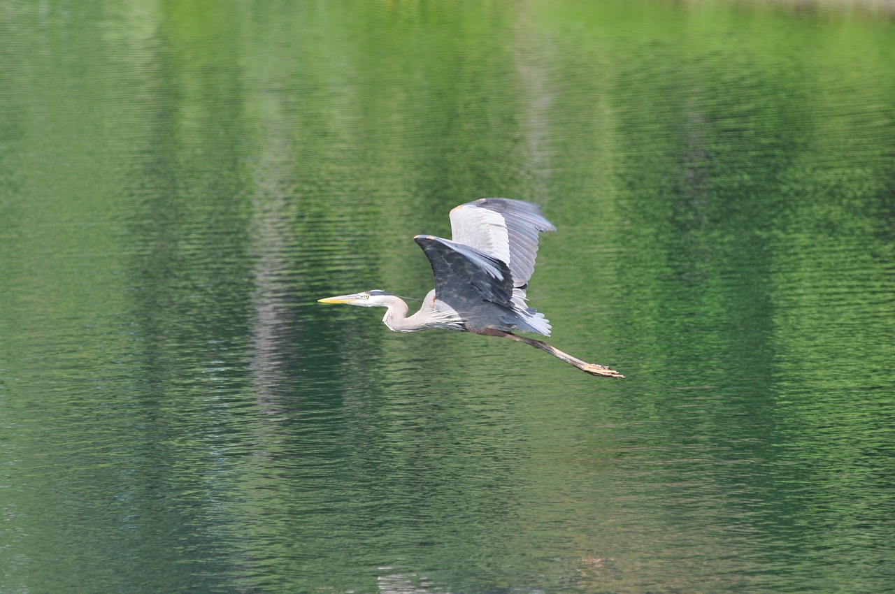 bird nature wildlife free photo