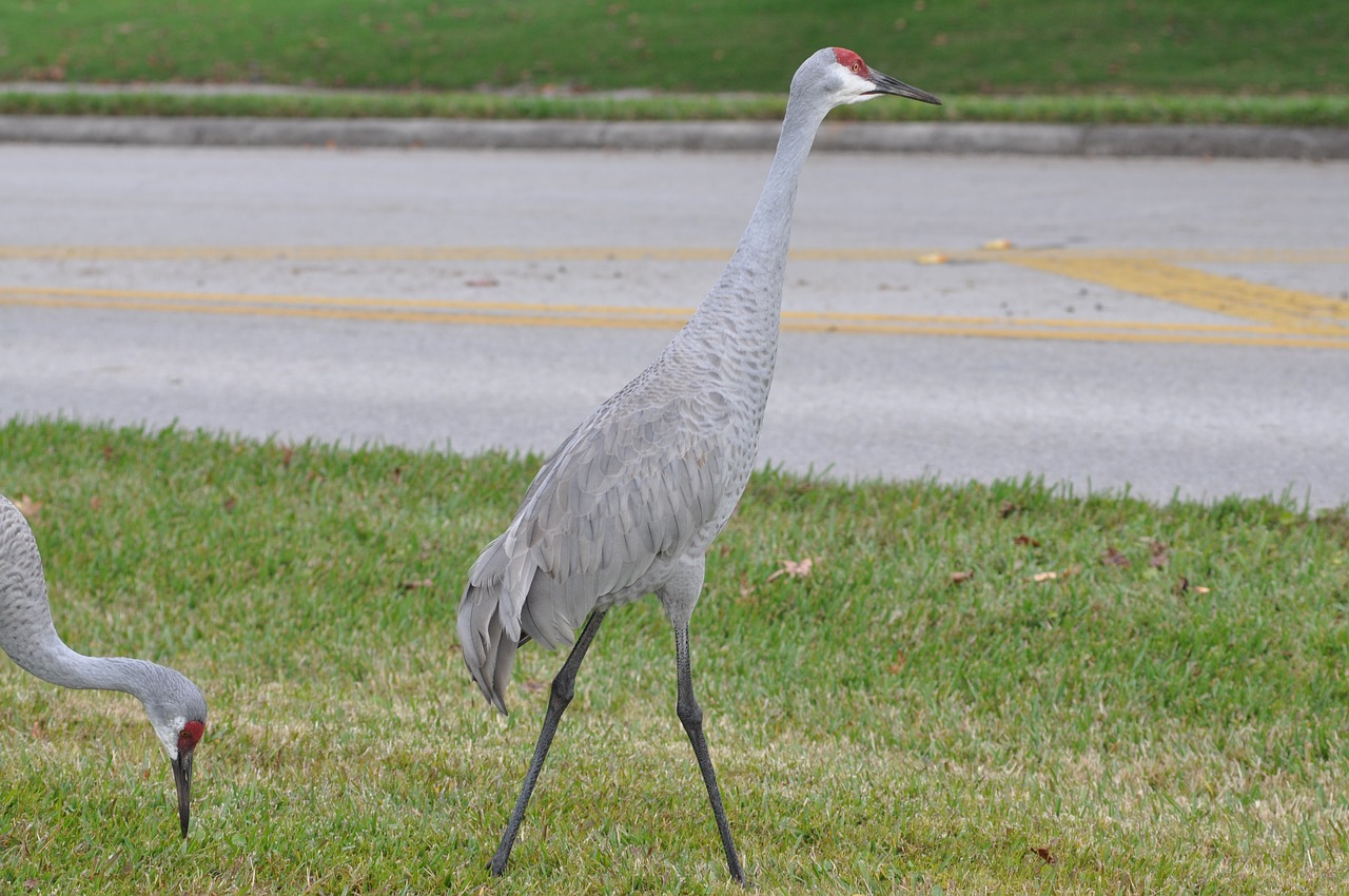 bird nature wildlife free photo