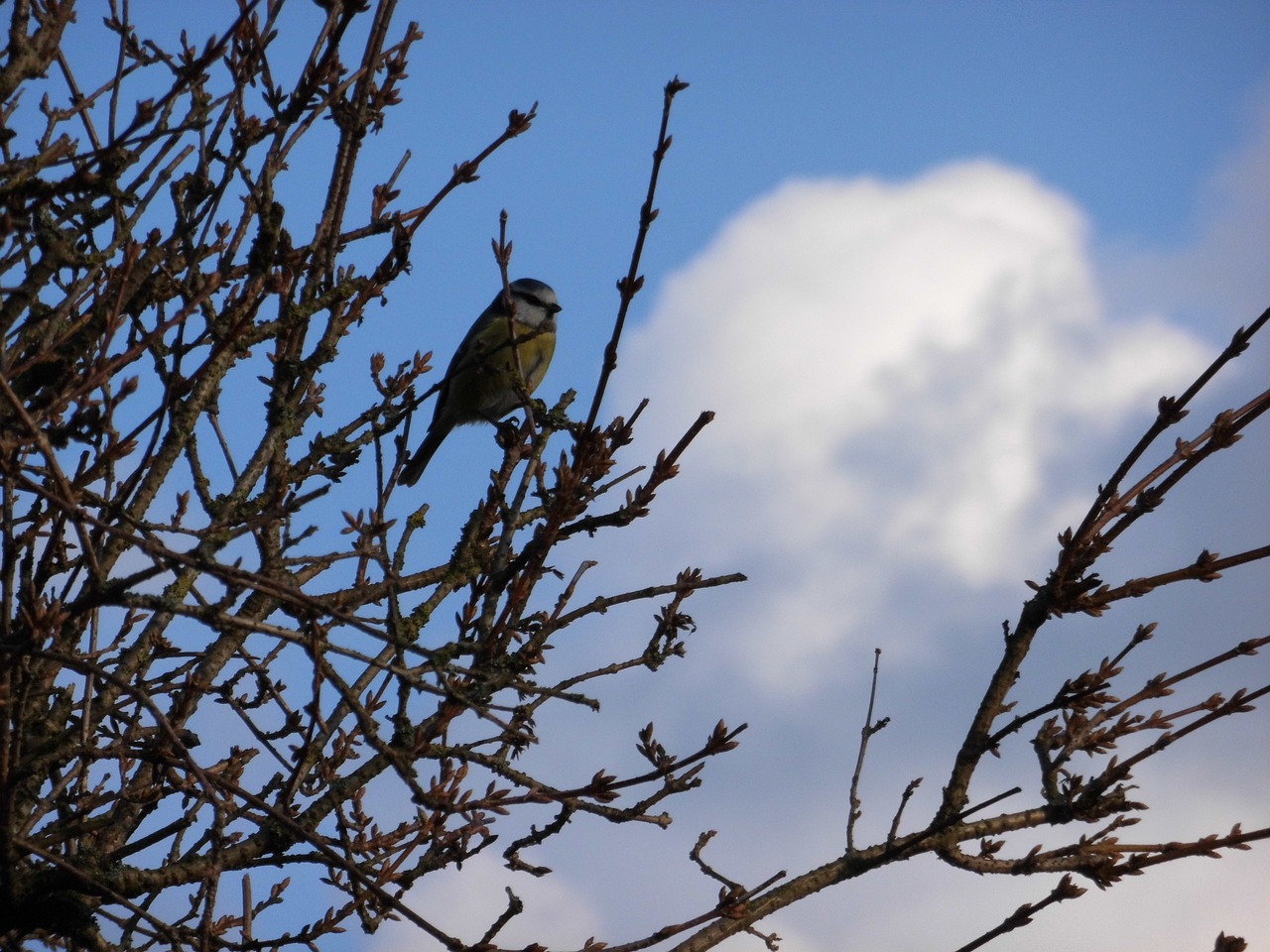 bird bush sky free photo