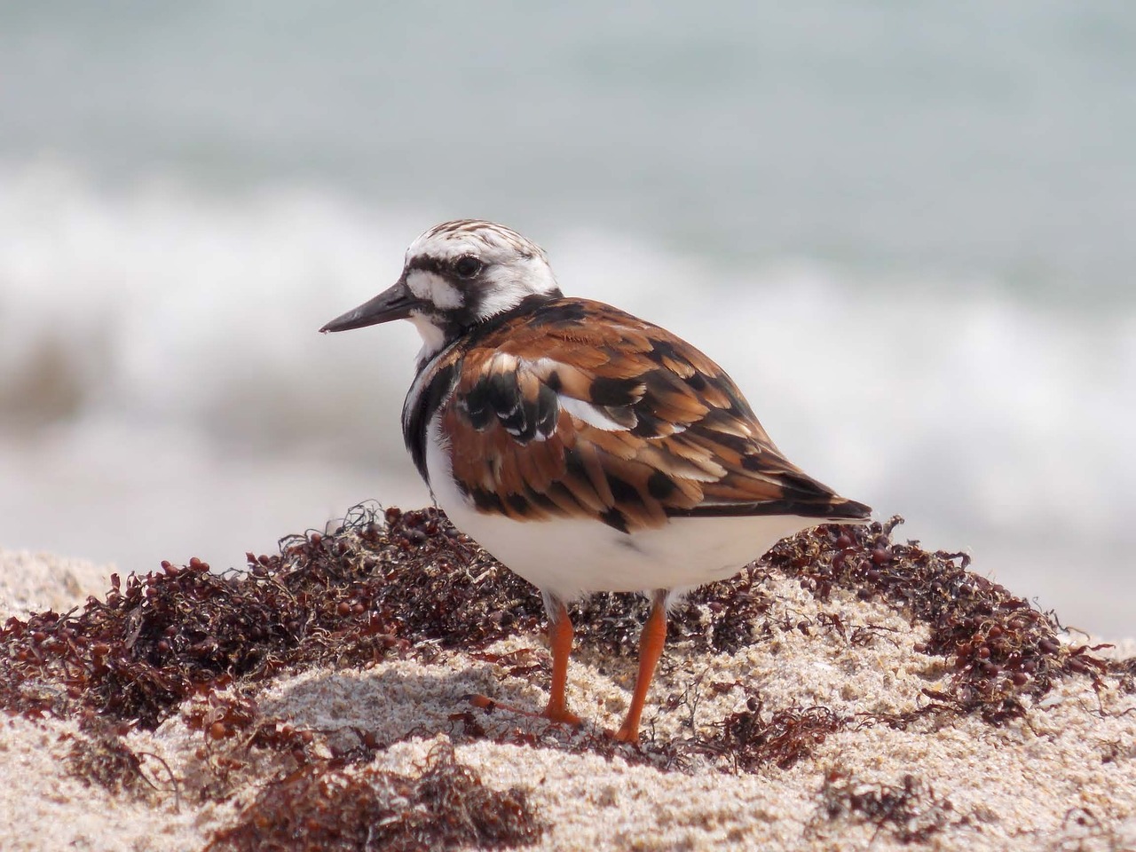 bird sea animal free photo