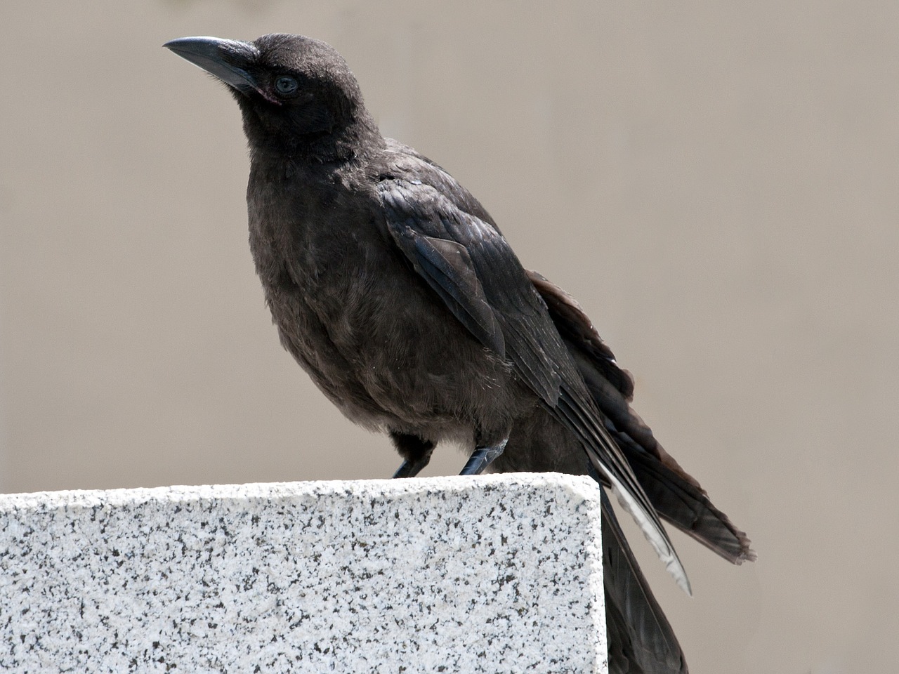 bird raven raven bird free photo