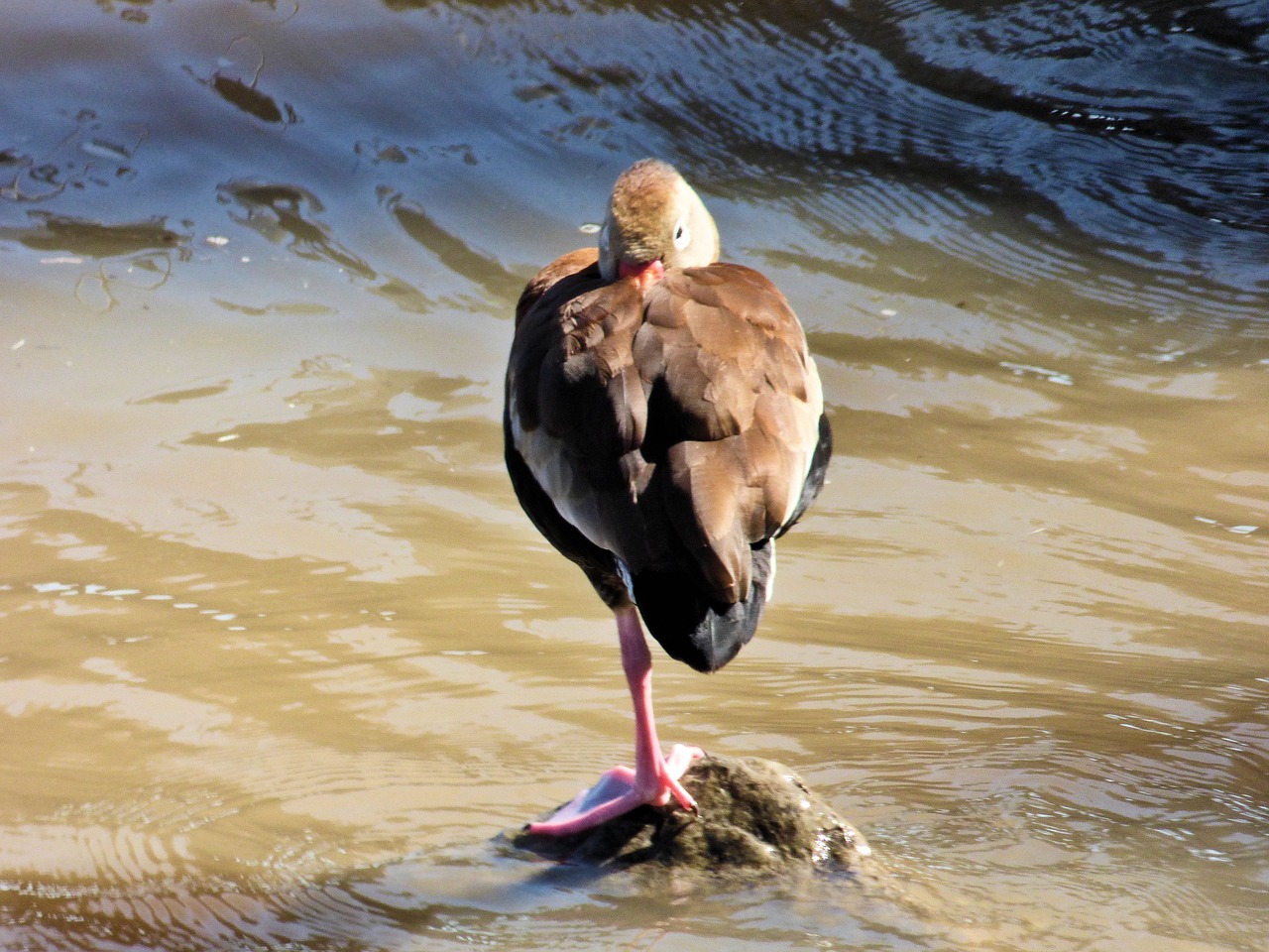 bird legs nature free photo