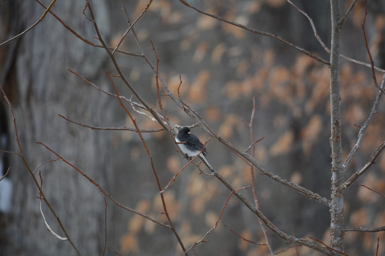 bird winter forest free photo