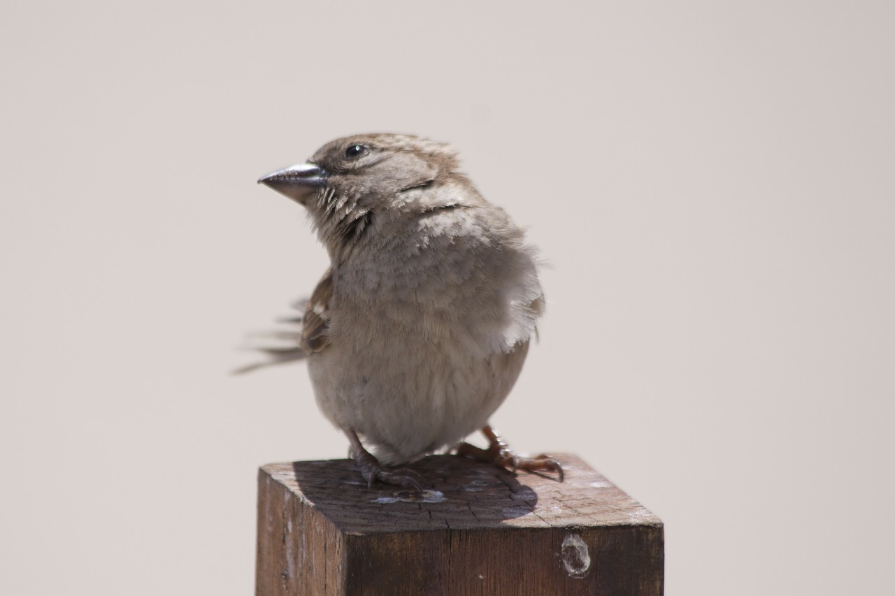 bird animal sparrow free photo
