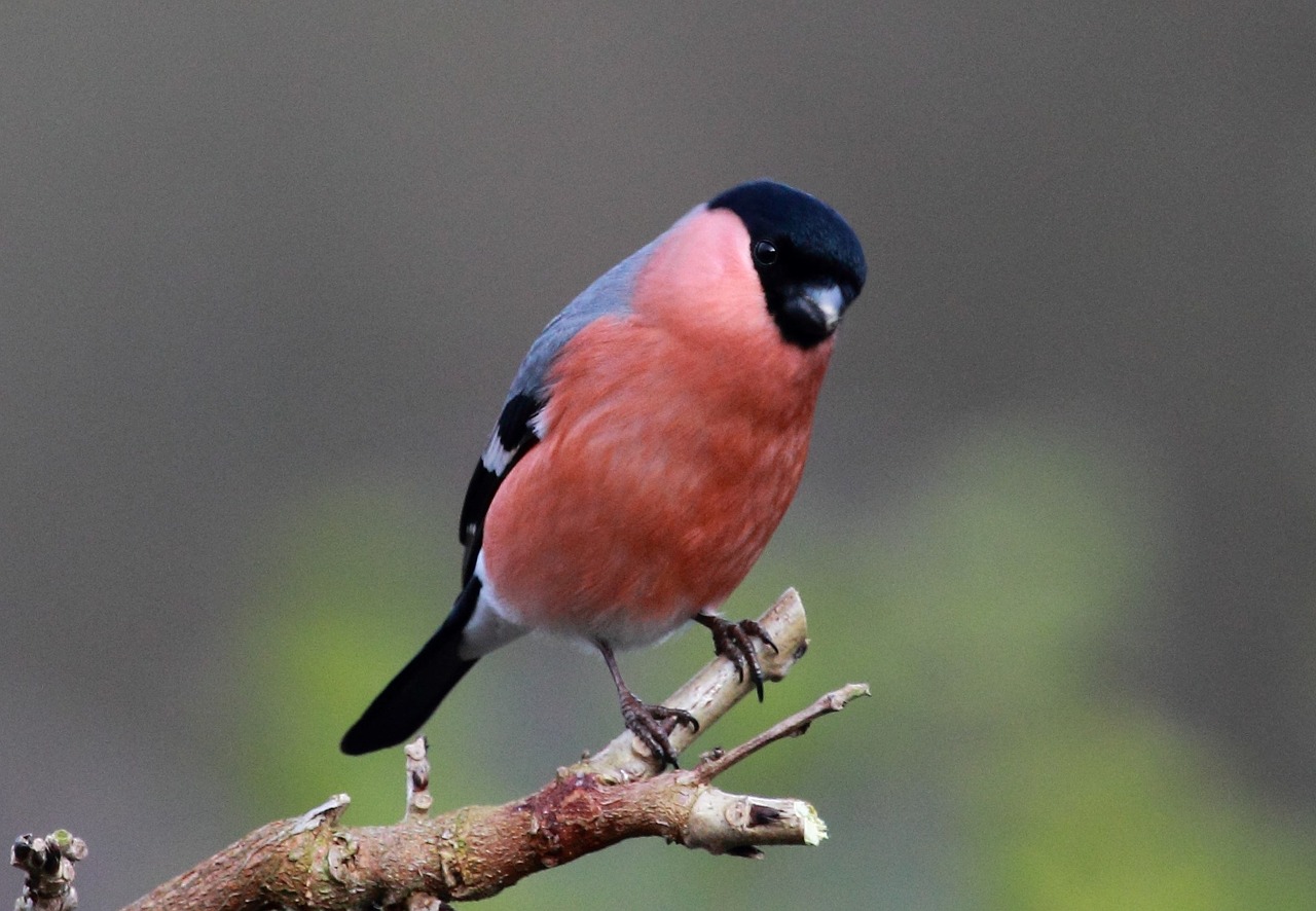 bird feathers beak free photo