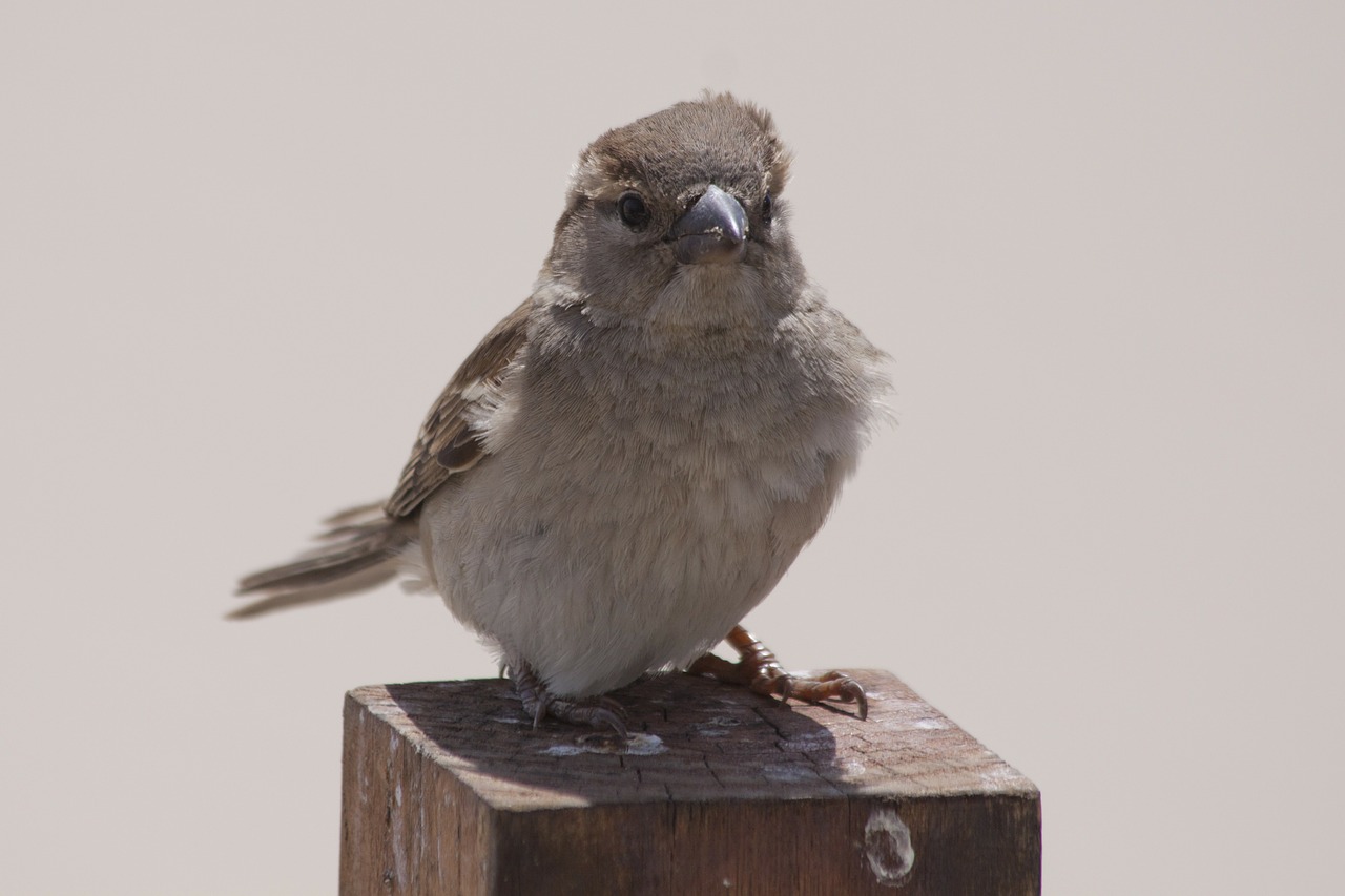 bird animal sparrow free photo