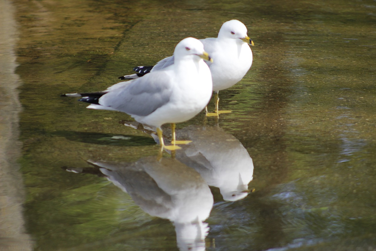 bird animal wildlife free photo