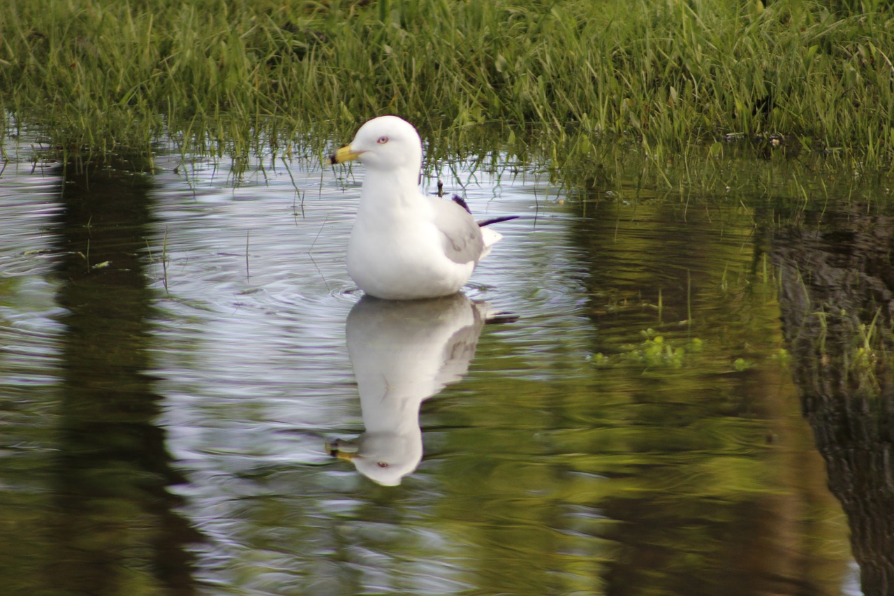 bird animal wildlife free photo