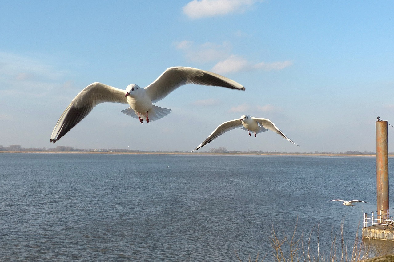 bird gulls flying free photo