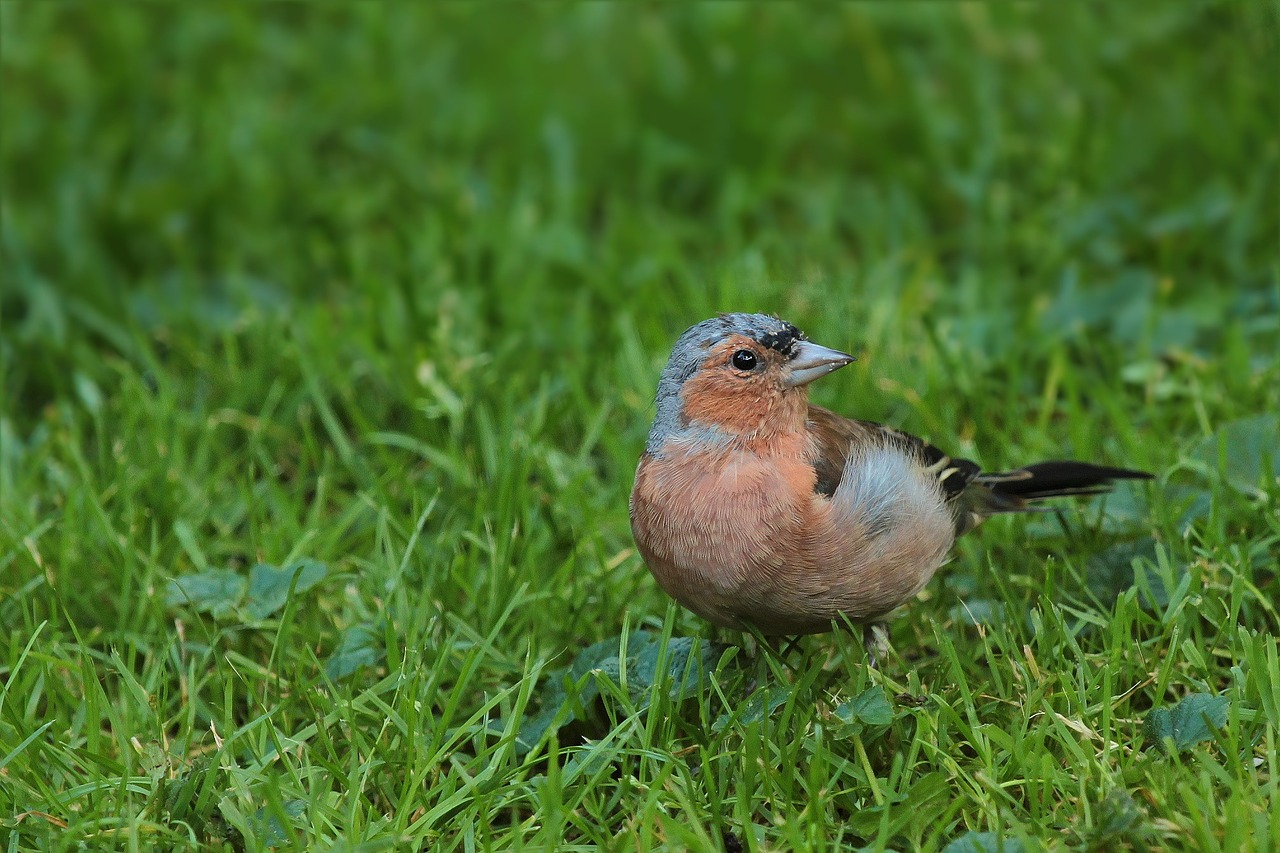 bird chaffinch songbird free photo