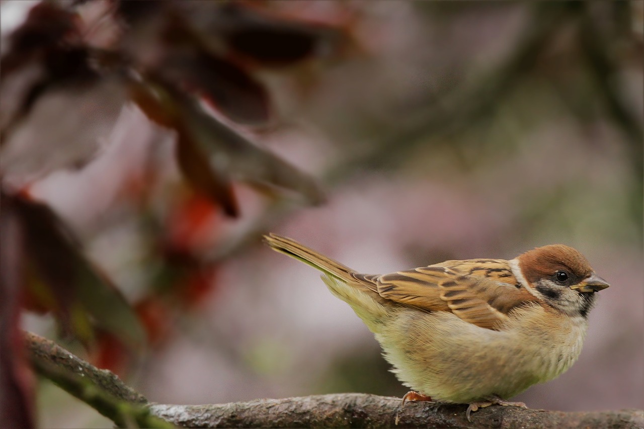 bird sparrow sperling free photo