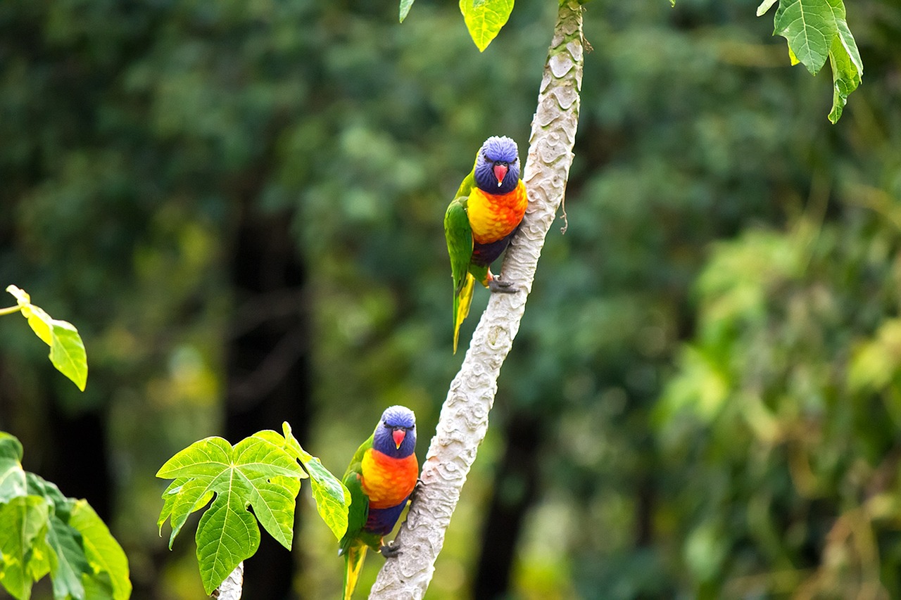 bird rainbow parrot free photo