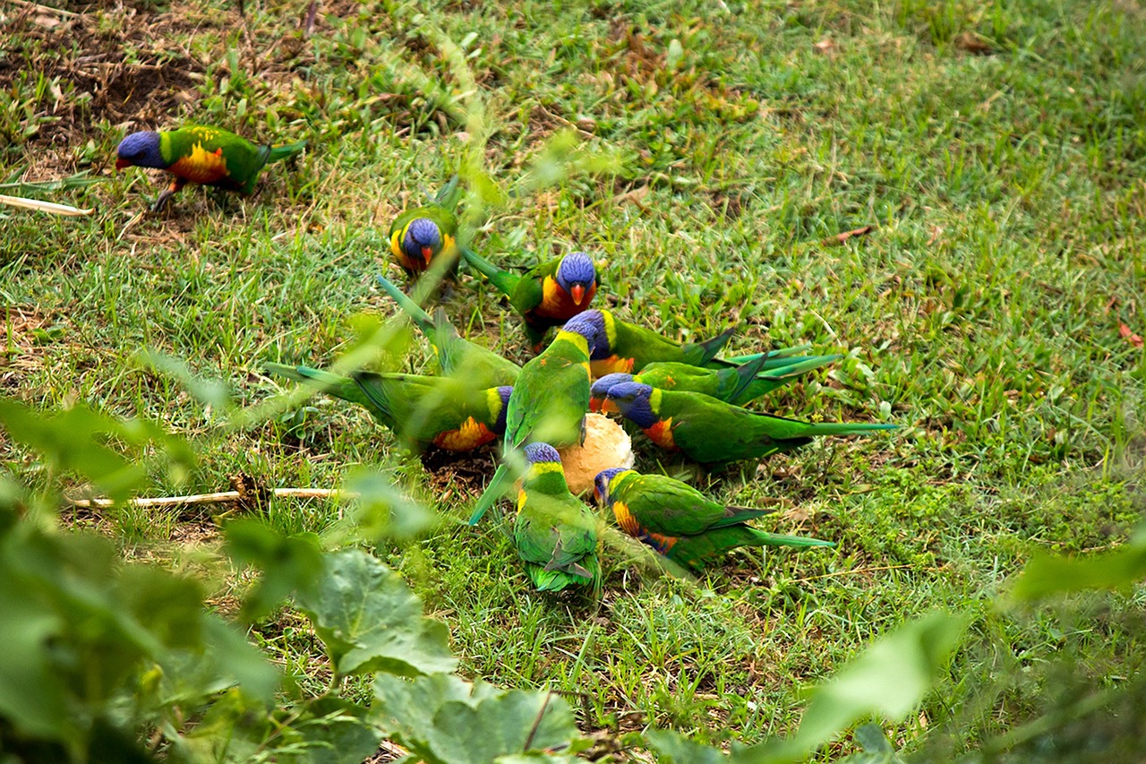 bird rainbow parrot free photo