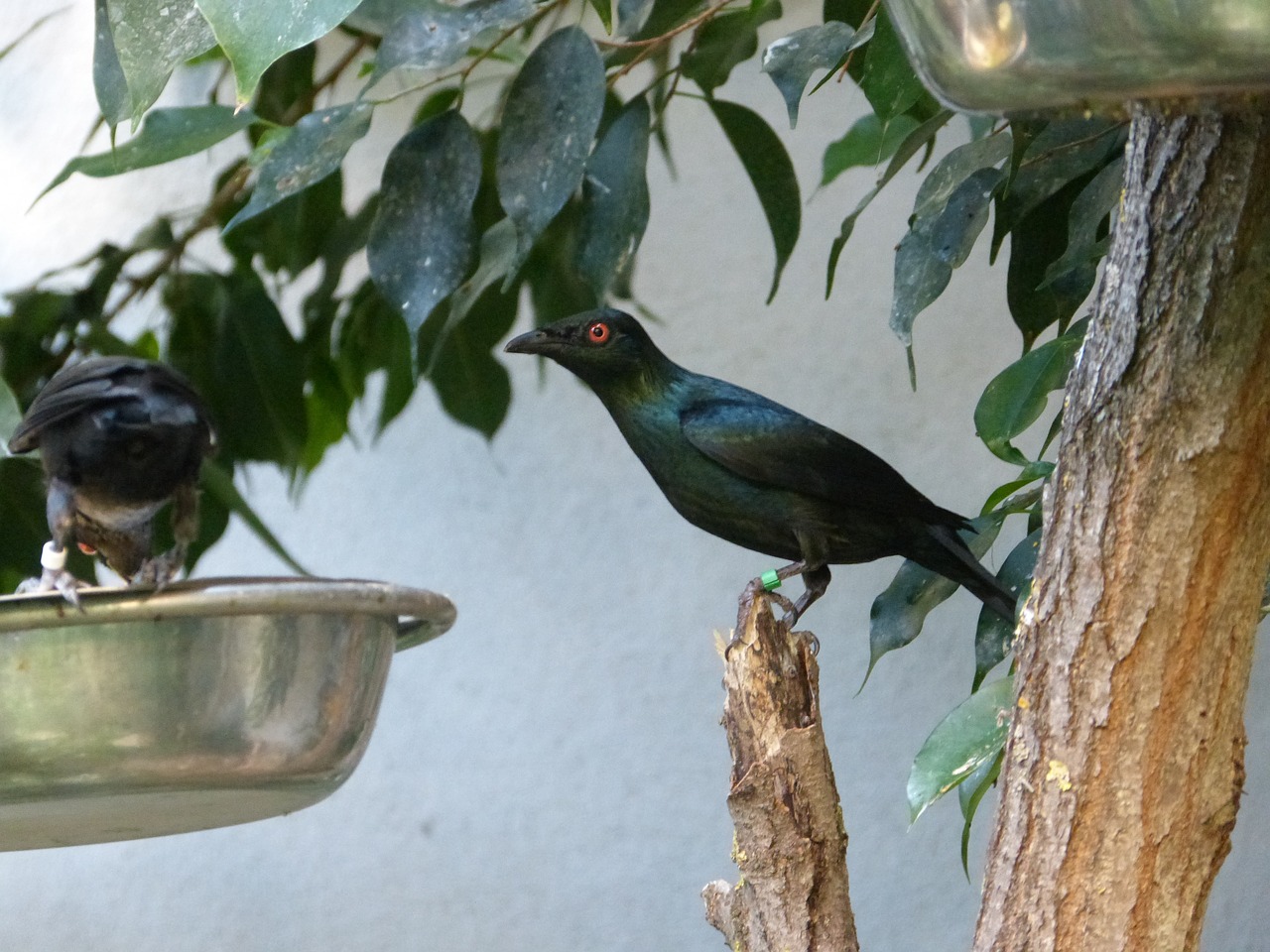 bird black zoo free photo