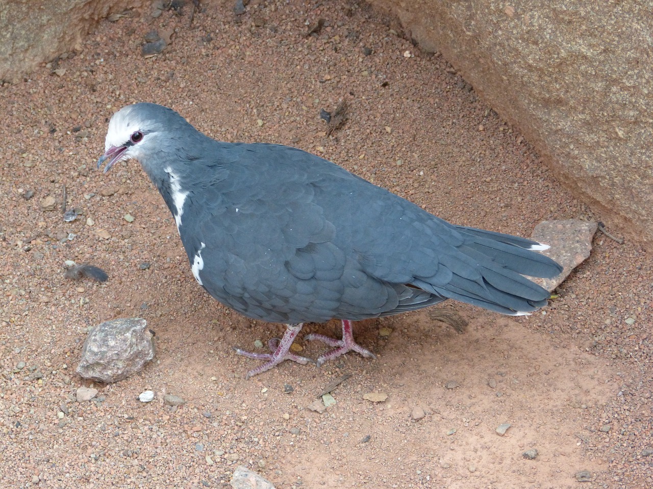 bird zoo dove free photo