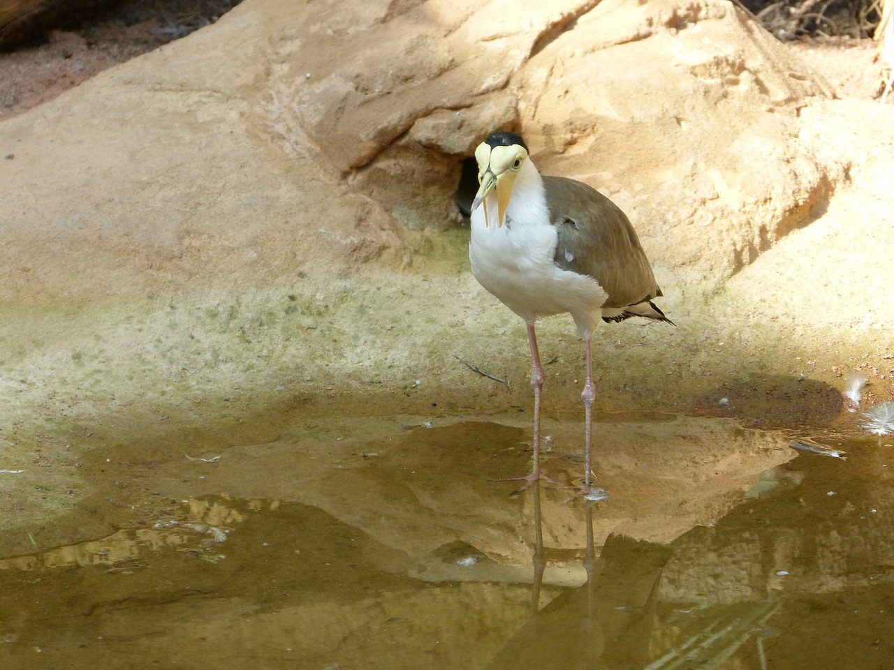 bird water zoo free photo