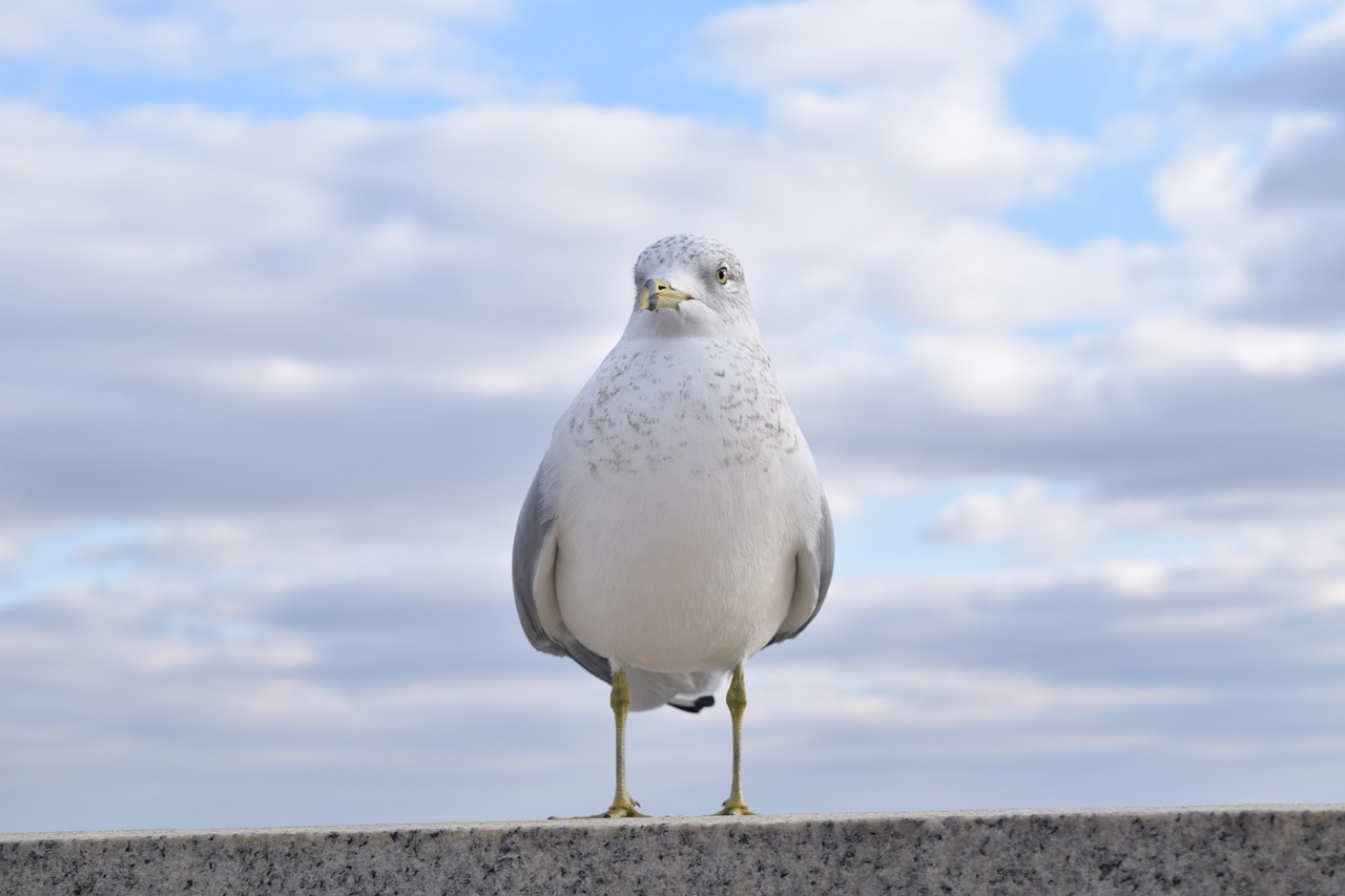 bird animal blue sky free photo