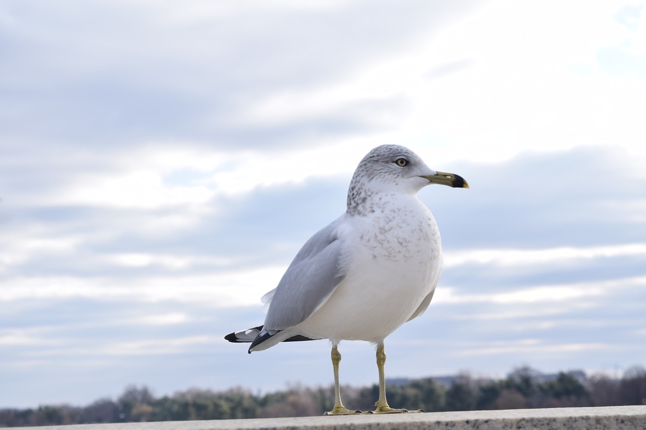 bird animal blue sky free photo