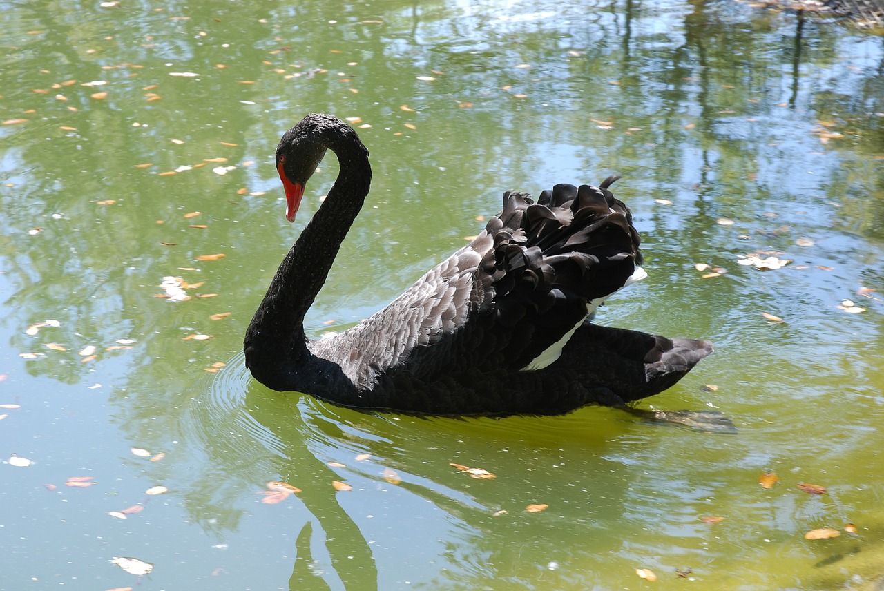 bird black swan pond free photo