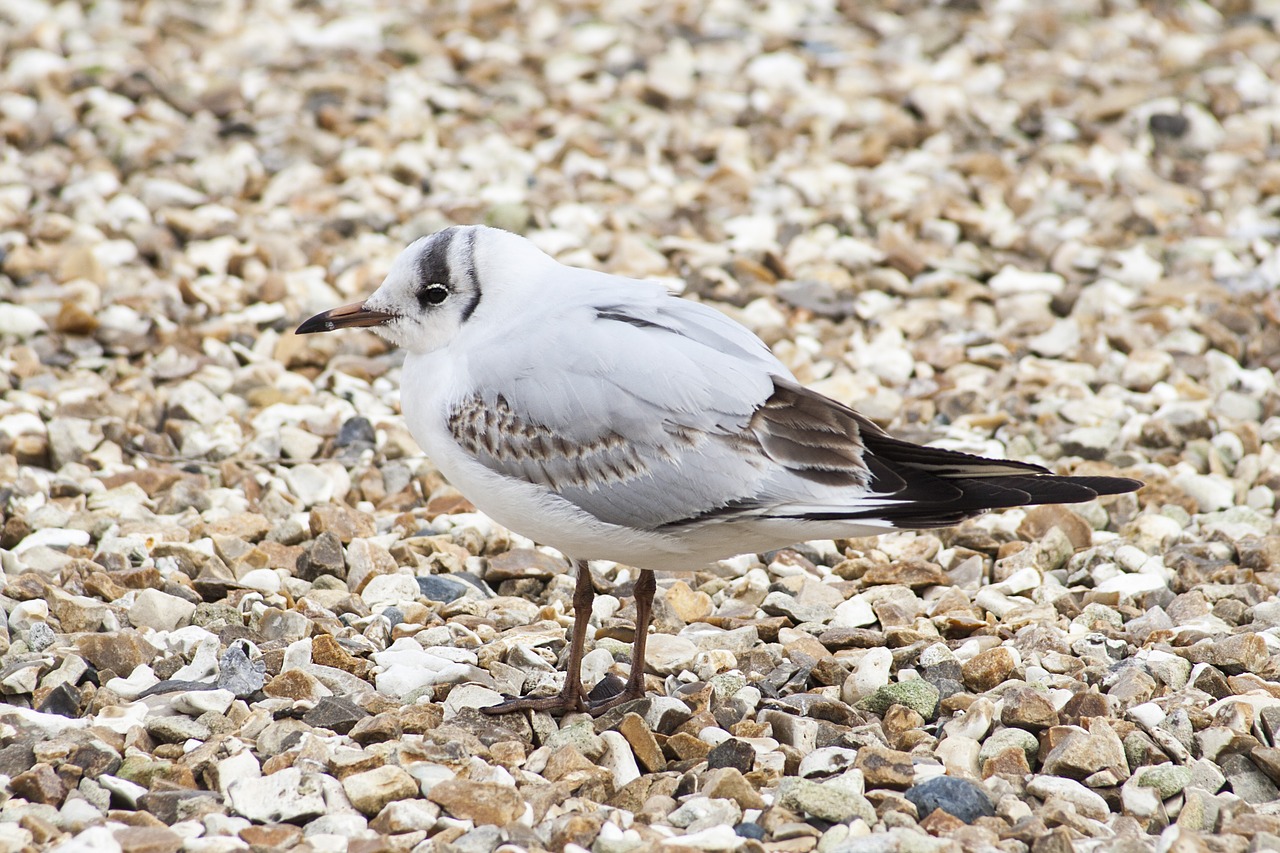 bird fauna seaside free photo