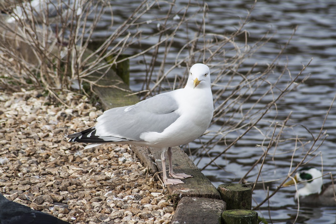 bird fauna seagull free photo