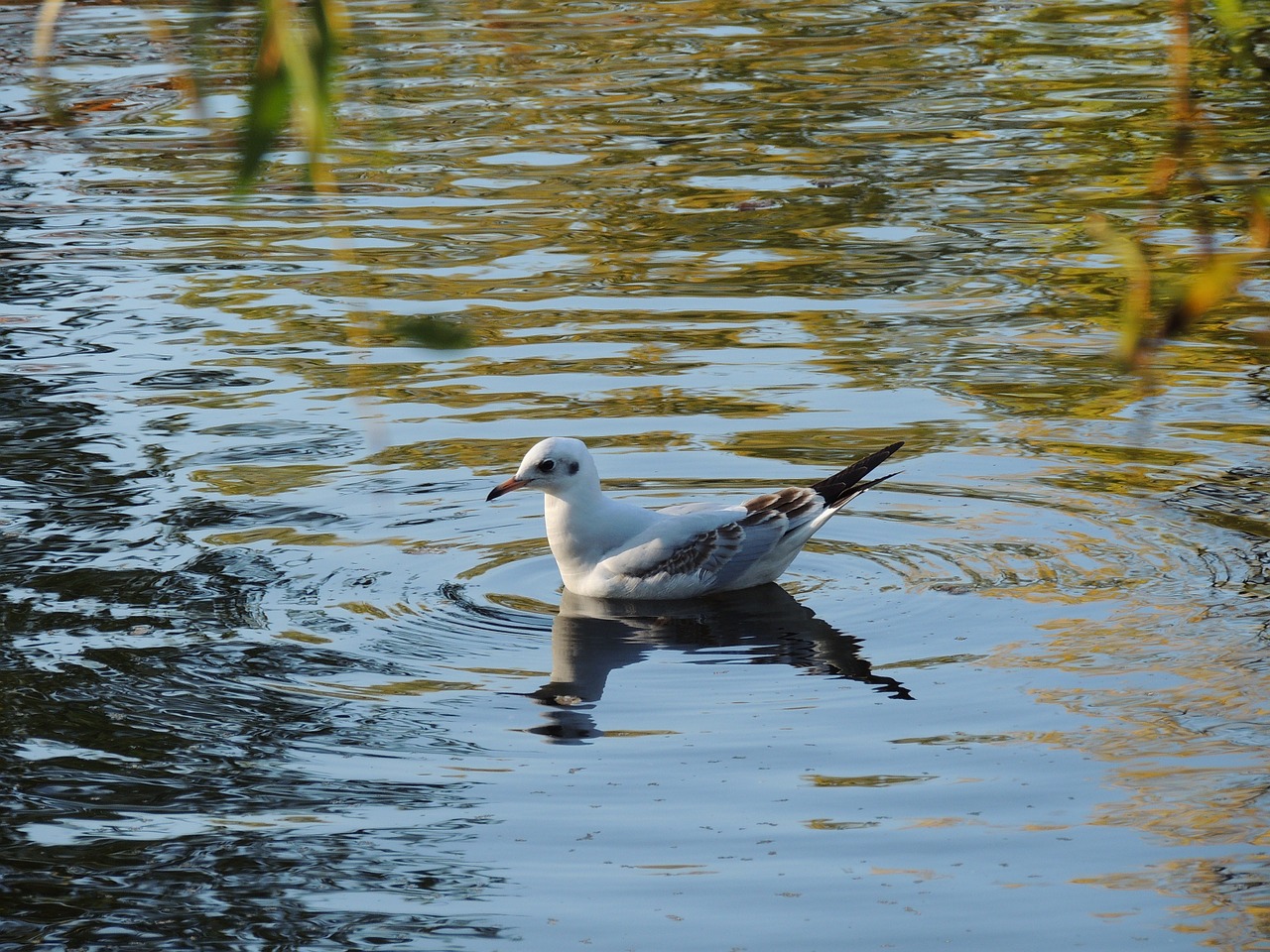 bird water nature free photo