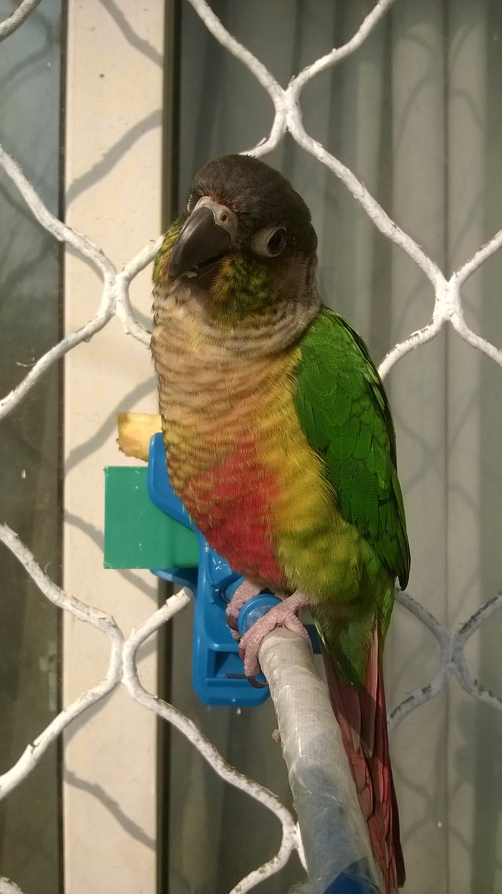 bird parrot conure free photo