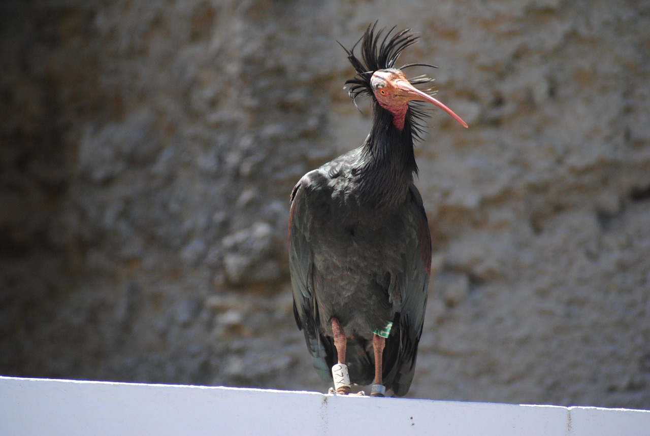 bird northern bald ibis geronticus eremita free photo
