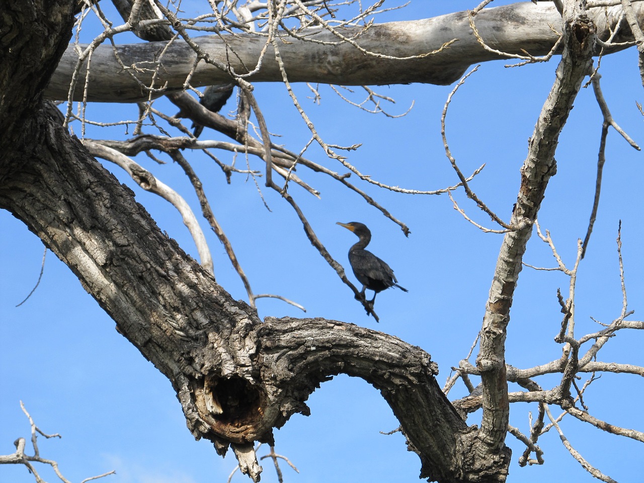 bird cormorant double-crested free photo