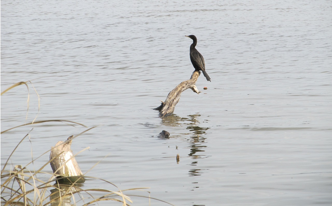 bird cormoront double-crested free photo