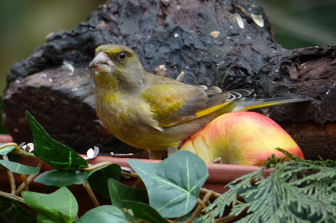 bird greenfinch foraging free photo
