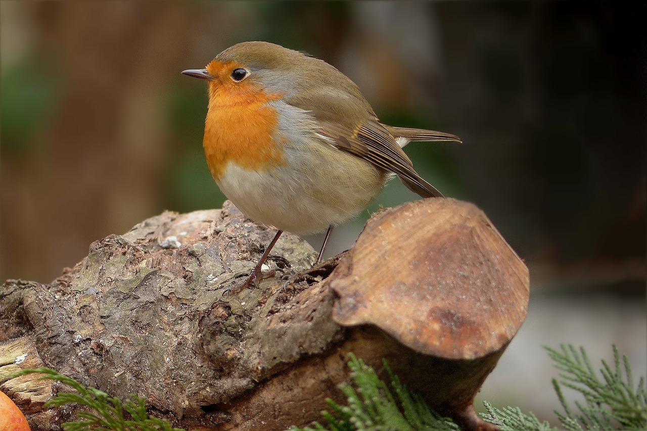 bird robin close free photo