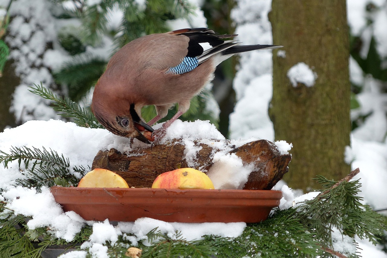 bird jay winter free photo