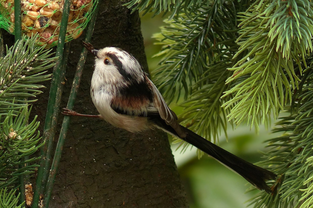 bird long tailed tit foraging free photo