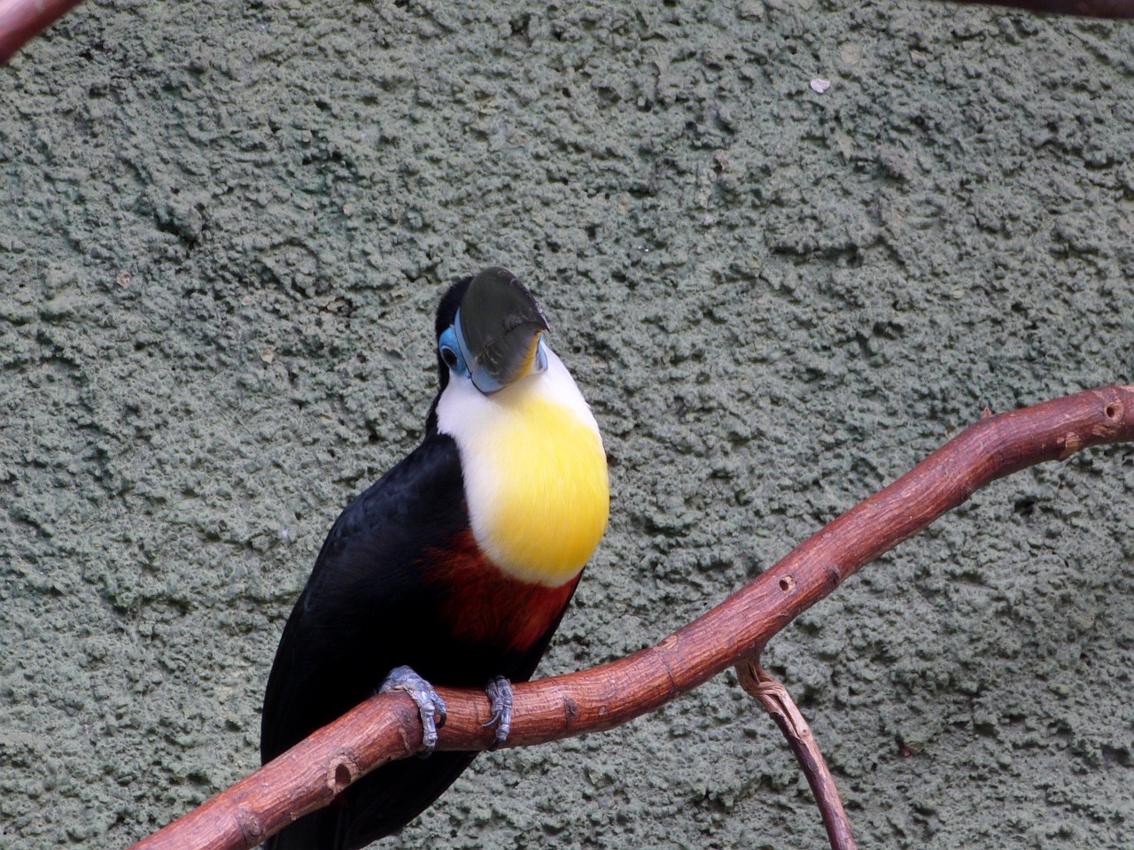 bird toucan black free photo