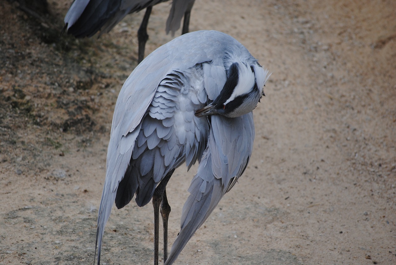 bird stork preening free photo