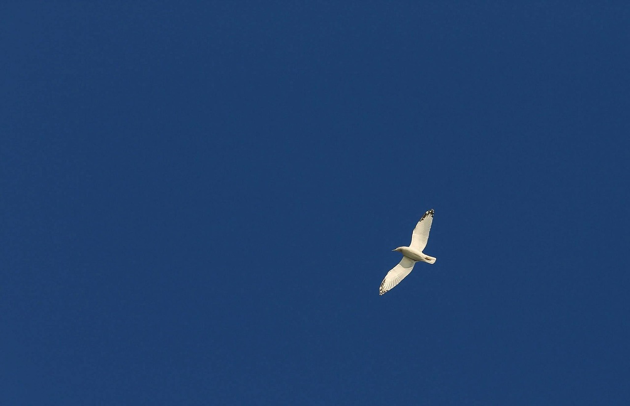bird gull sky free photo