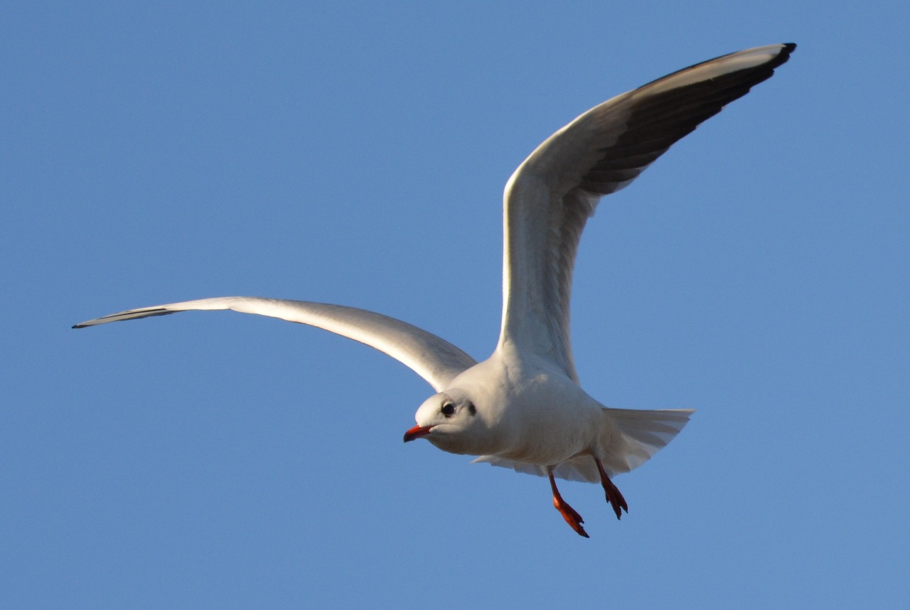 bird seagull blue sky free photo