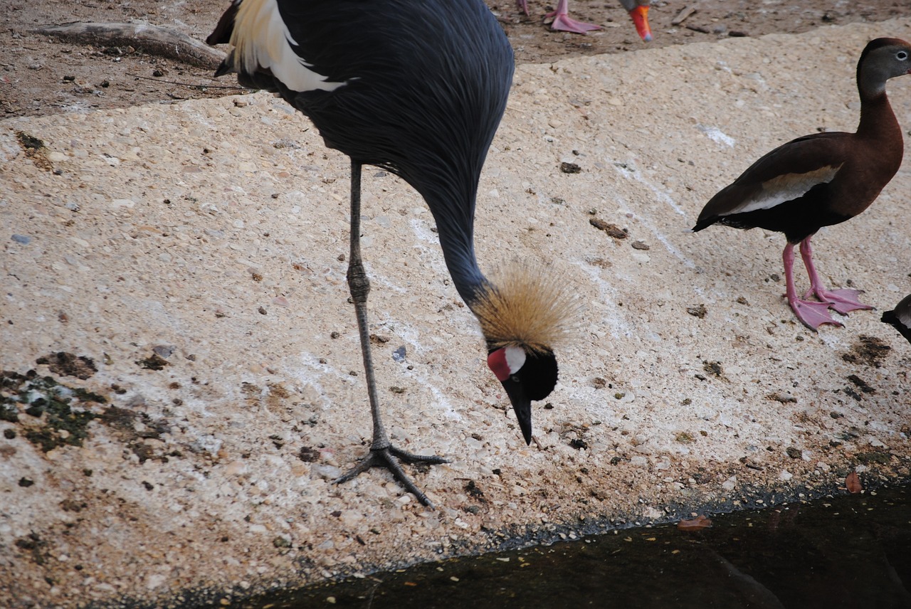 bird hair poof free photo