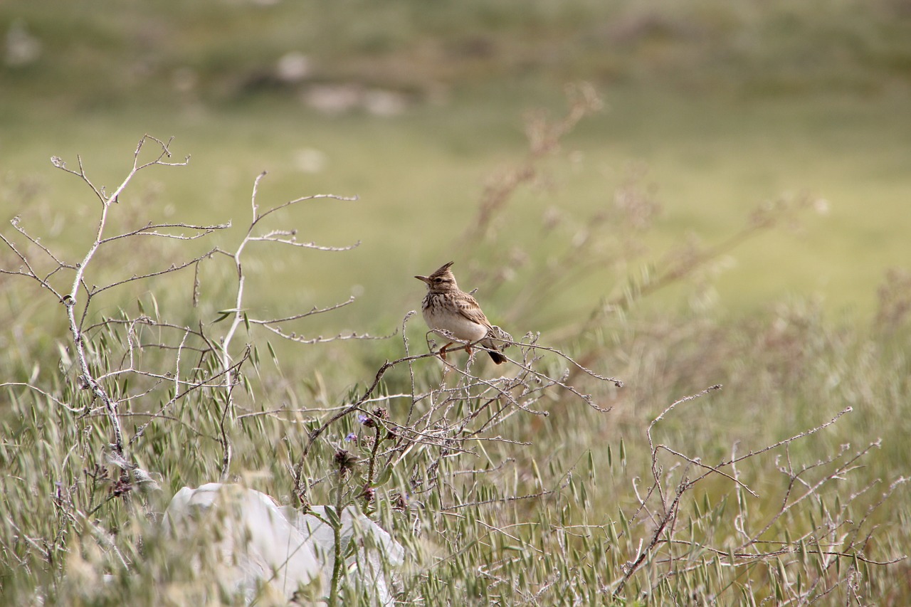 bird animal grass free photo