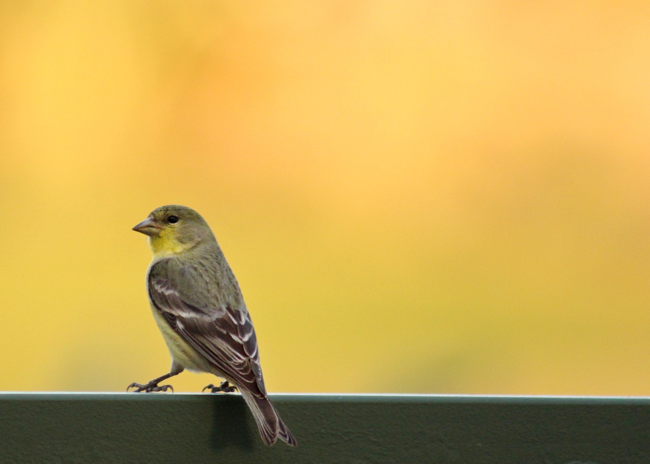 bird finch nature free photo