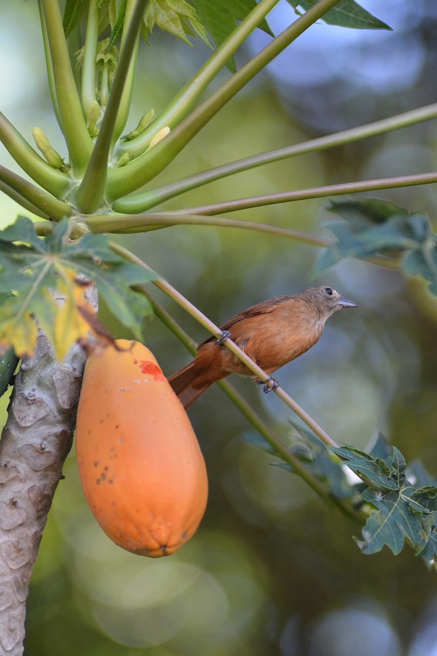 bird papaya thrush free photo