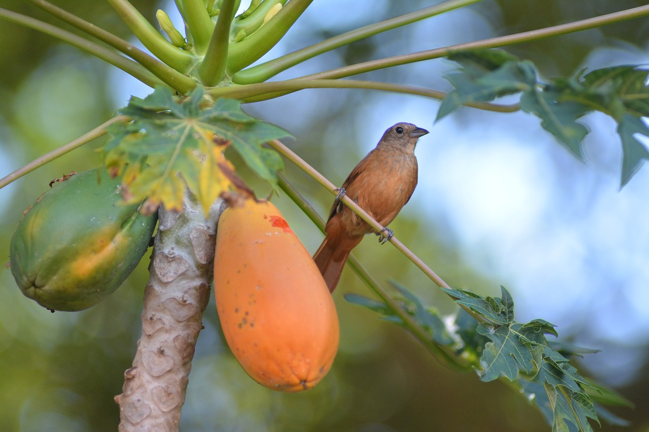 bird papaya thrush free photo