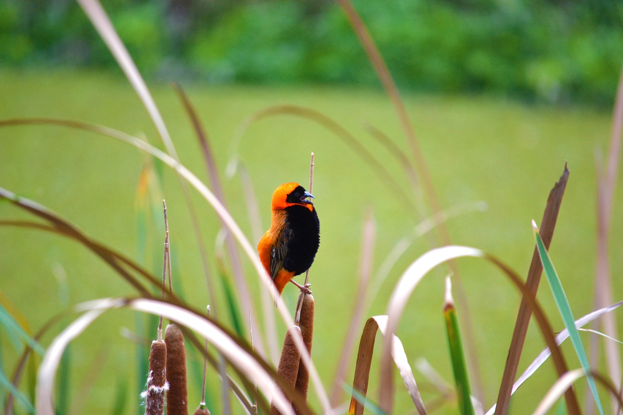 bird nature red bishop free photo