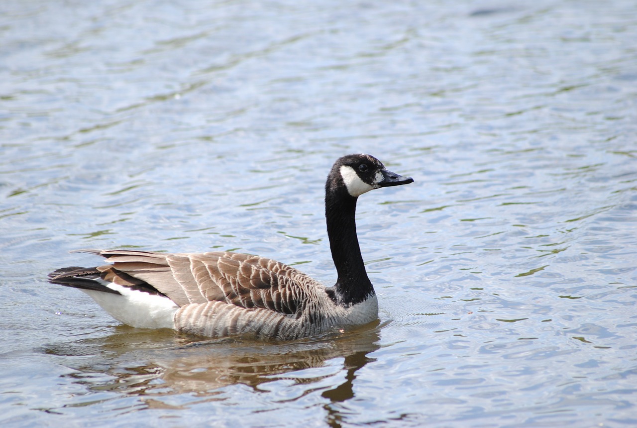 bird water lake free photo