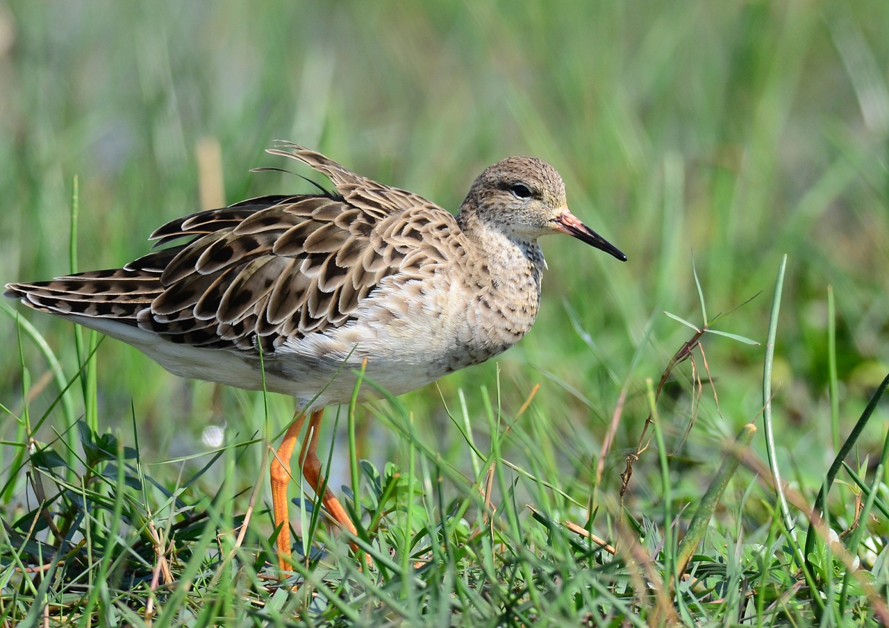 bird marsh wetland free photo